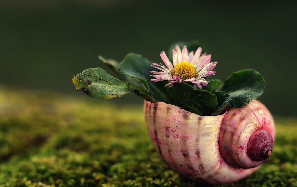 daisy, shell, beautiful flowers-5009527.jpg